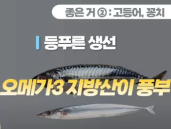 등푸른-생선-사진