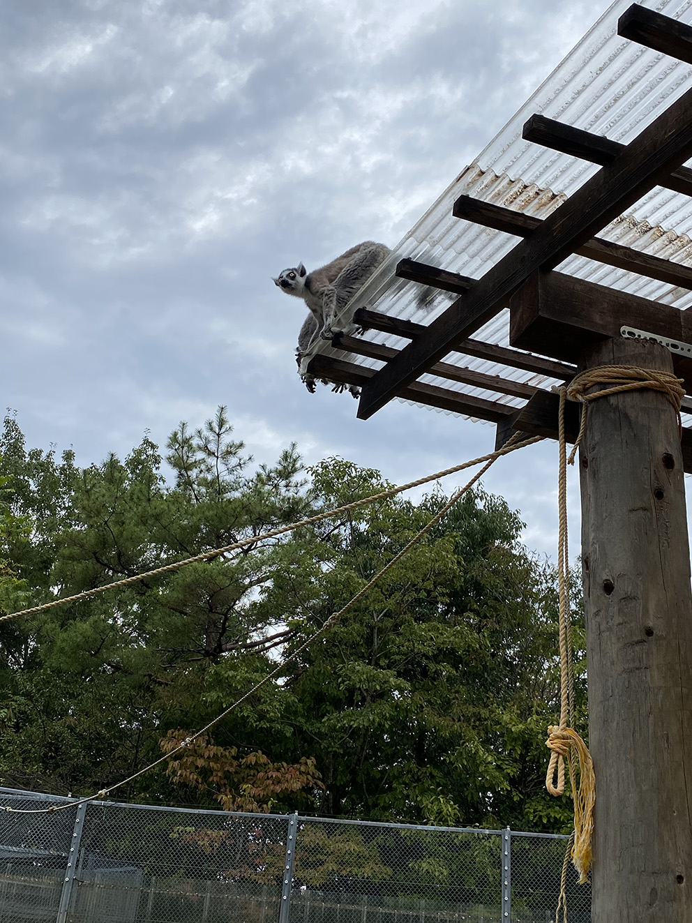 이누야마몽키센터