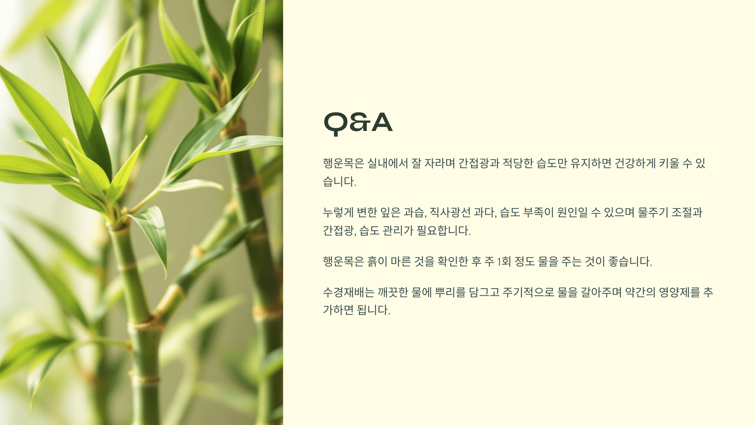 행운목과 관련된 사진입니다.