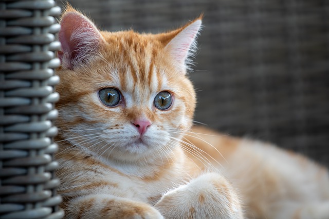 고양이 지방간 원인과 해결방법
