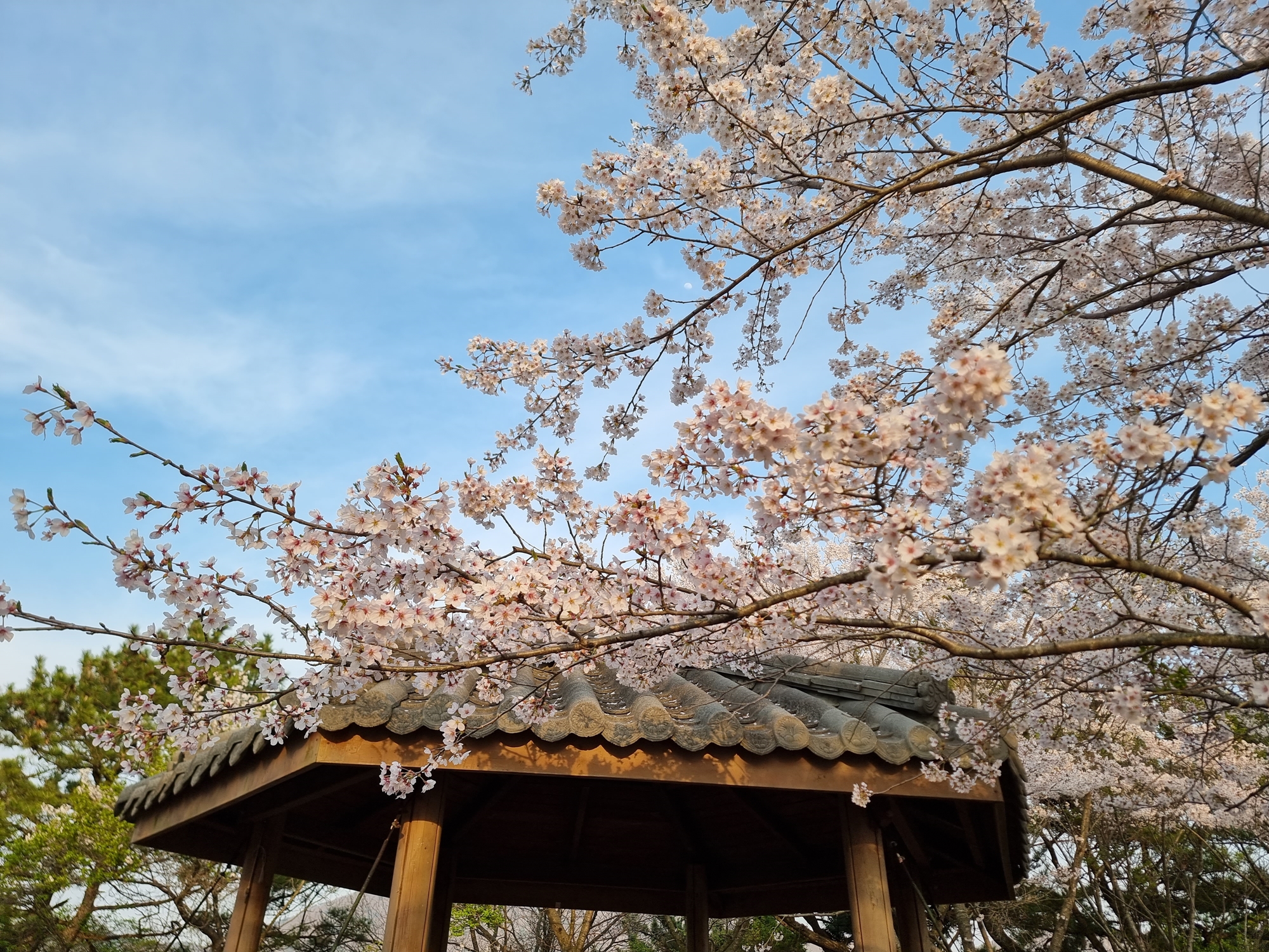 벚꽃과 푸른 하늘 사진