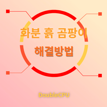 화분 흙 곰팡이 해결법