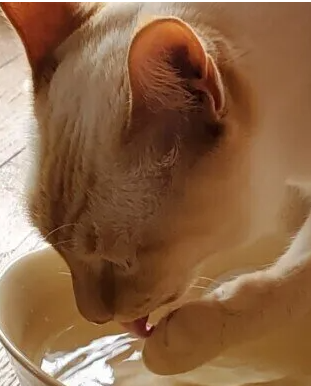 고양이가 건강하고 장수하기 위해 중요! 고양이가 마실 물의 준비와 관리