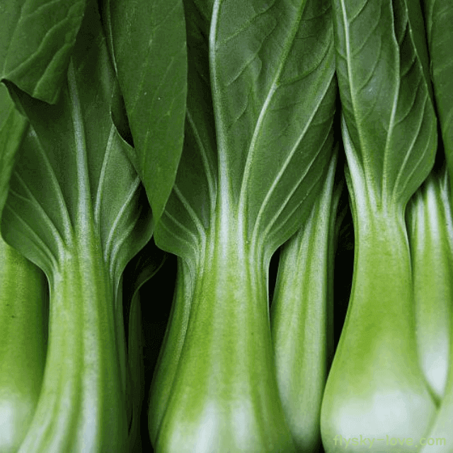 비타민이 가득한 청경채