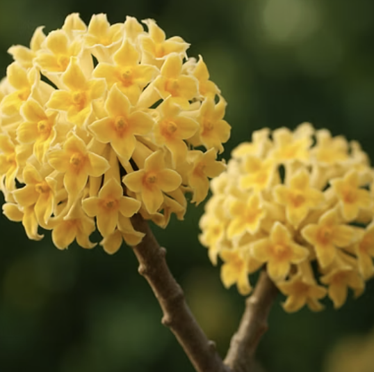 삼지닥나무 키우기 A to Z (묘목 심기부터 관리까지)