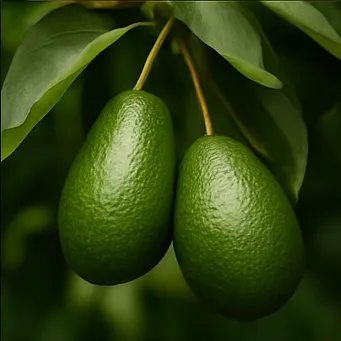 아보카도 맛있게 먹는 방법1