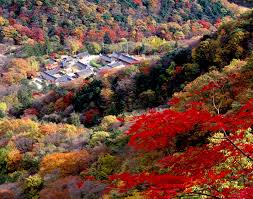 내장산 단풍 절정시기