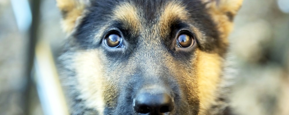 강아지 발바닥 핥기 7