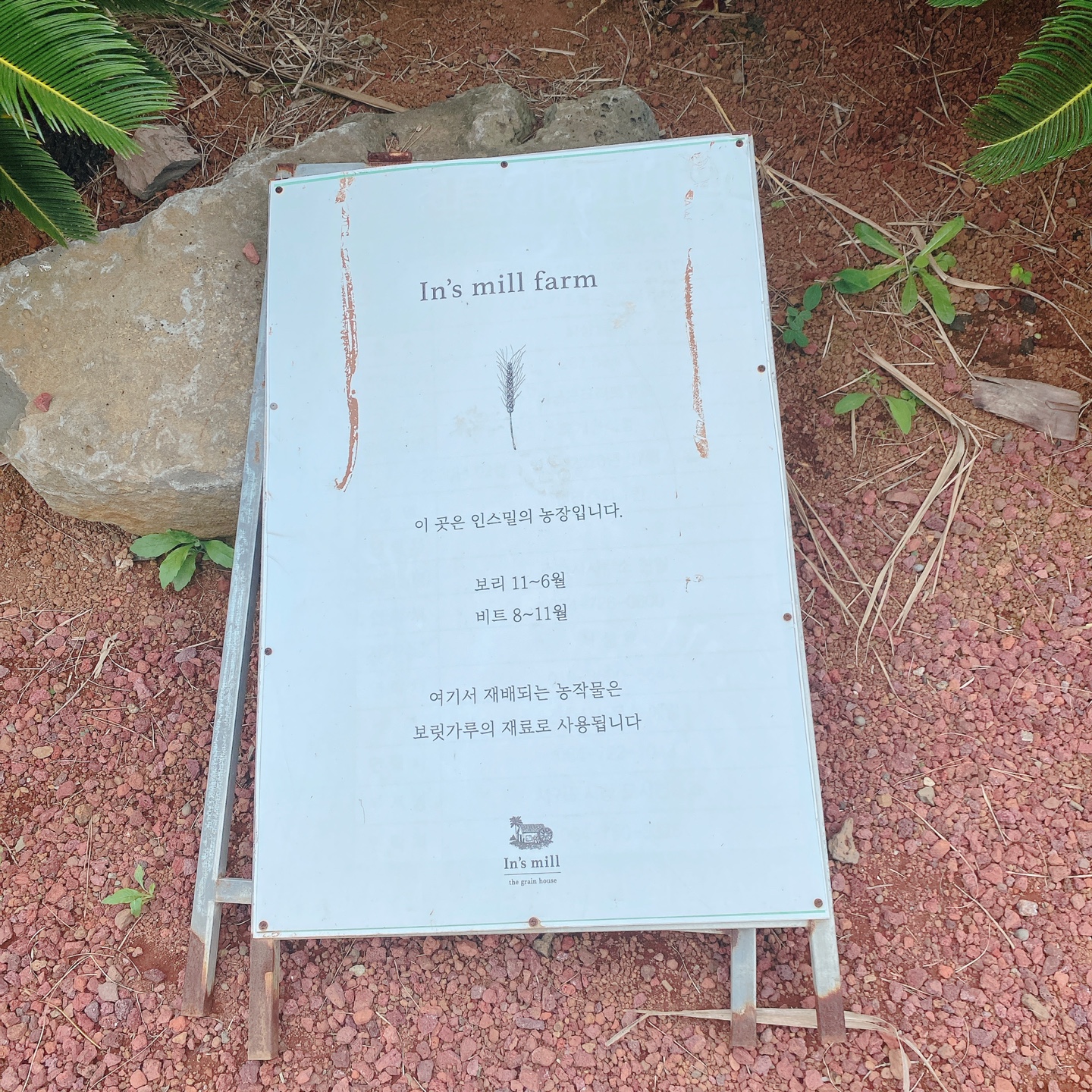 제주 서귀포 대정 서림연대 인스밀 곡물창고 개조카페 in's mill 보리개역 보리 청보리 제주 특산물