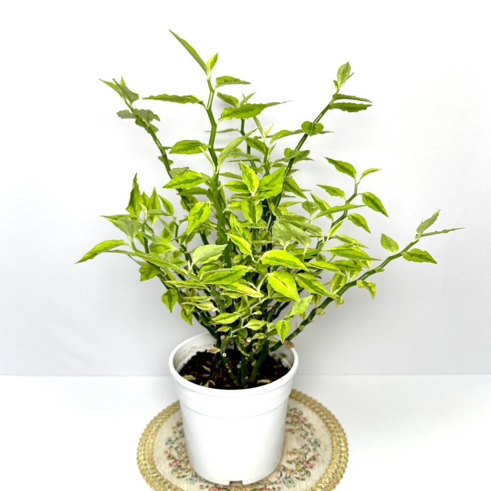 천국의계단 다육식물 키우기 키우는법