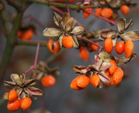 당뇨에좋은음식 - 구기자 효능 효과, 부작용, 먹는법