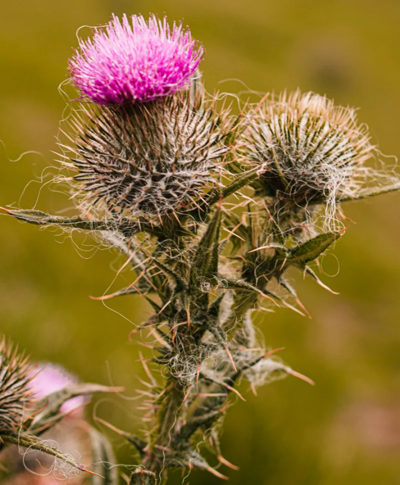 밀크시슬 복용법