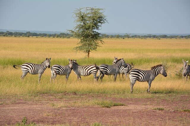 zebras