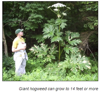 영국에서 가장 위험한 식물 '자이언트 호그위드' VIDEO:Giant HogweedDo Not Touch This Plant!