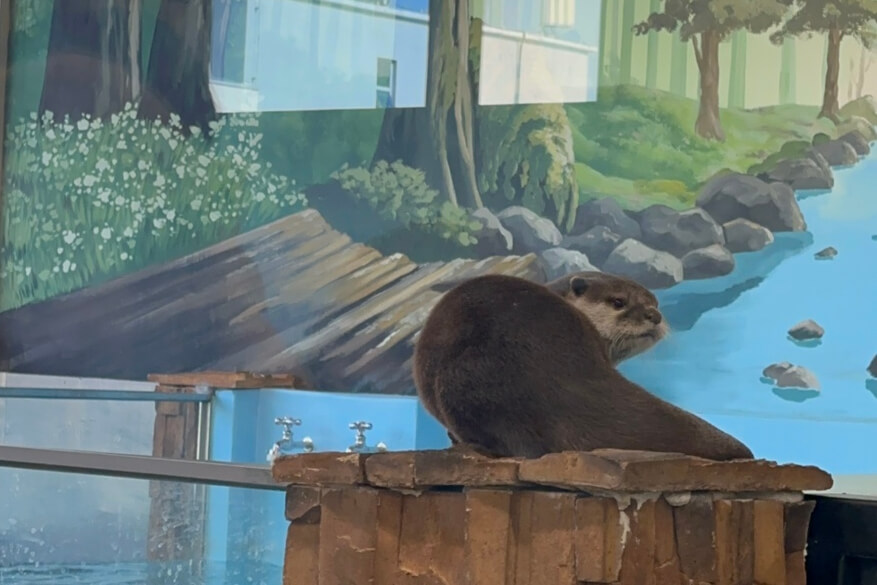 수원 아기랑 갈만한 곳 수원근교 아기랑 수원 아기랑 실내동물원