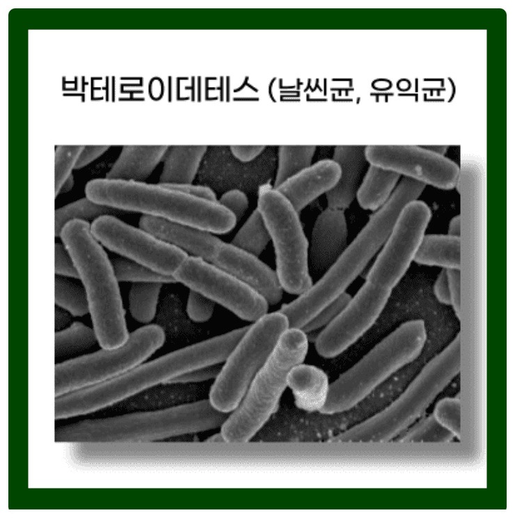 일본 변비약 추천