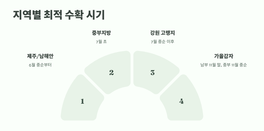 감자 수확시기 타이밍과 방법 13