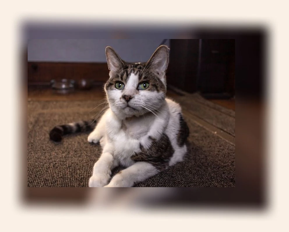 고양이 코피_2_subsection
