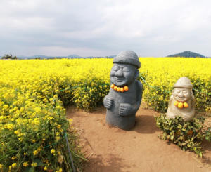 제주도 유채꽃 과 하르방