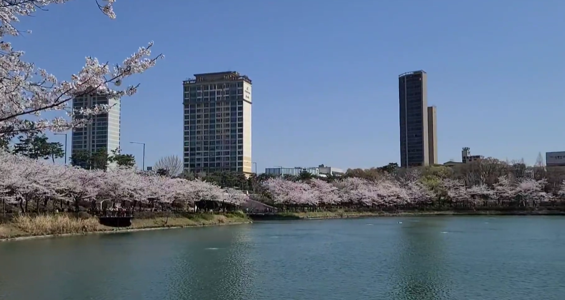석촌호수벚꽃축제