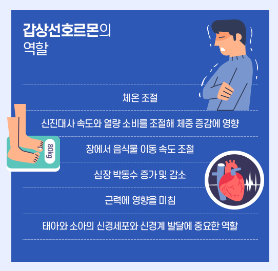 갑상선호르몬의 역할
