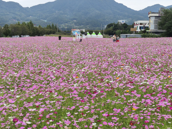 거창 가조온천꽃단지 코스모스 절정 시기와 경남 가을