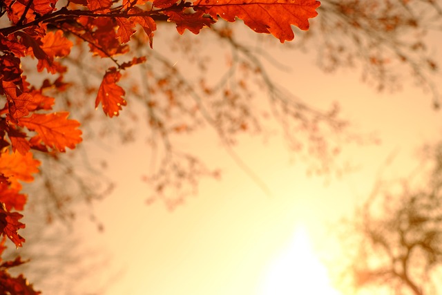 🍁 단풍이 쏟아지는 길&amp;#44; 화담숲 가을 풍경에 취하다(=2025)