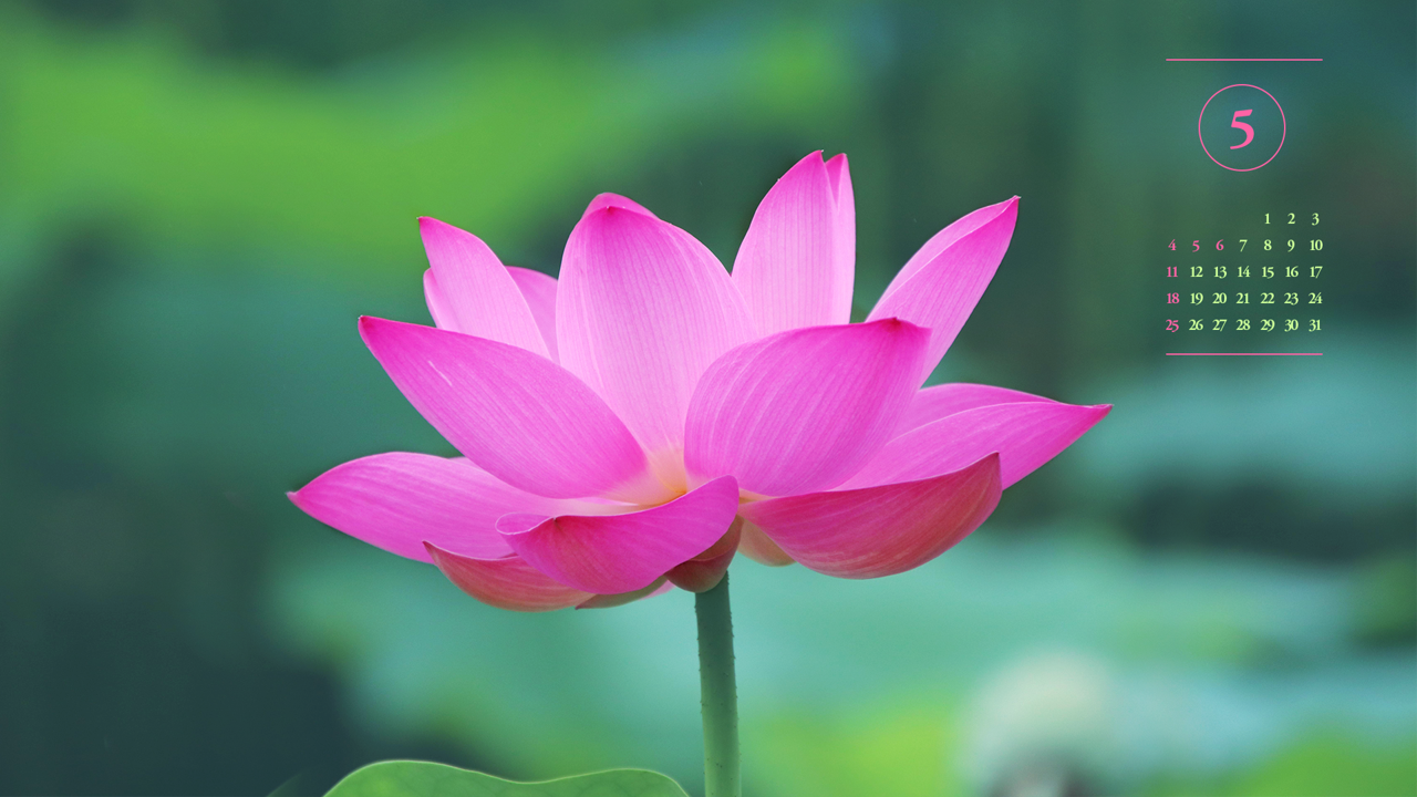 08 만개한 연꽃 A - 2025년5월 노트북배경화면
