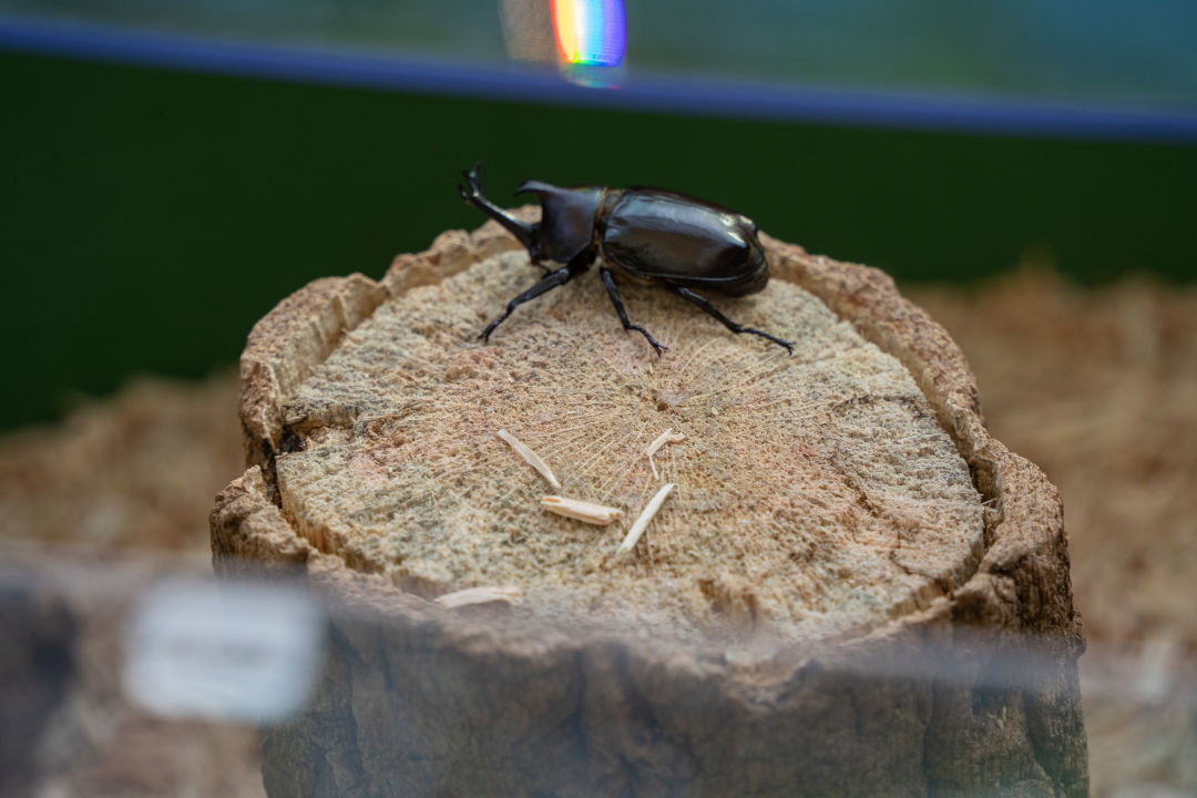 국립 농업 박물관 곤충관