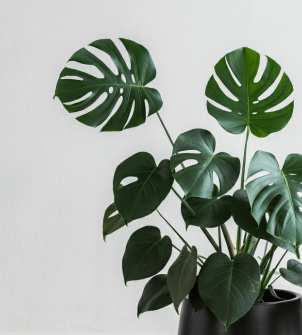 겨울 공기정화식물 실내에서 키우기 쉬운 식물 관리 쉬운 식물 추천 겨울철 인테리어 식물 초보자 식물 키우기 공기정화 효과 식물