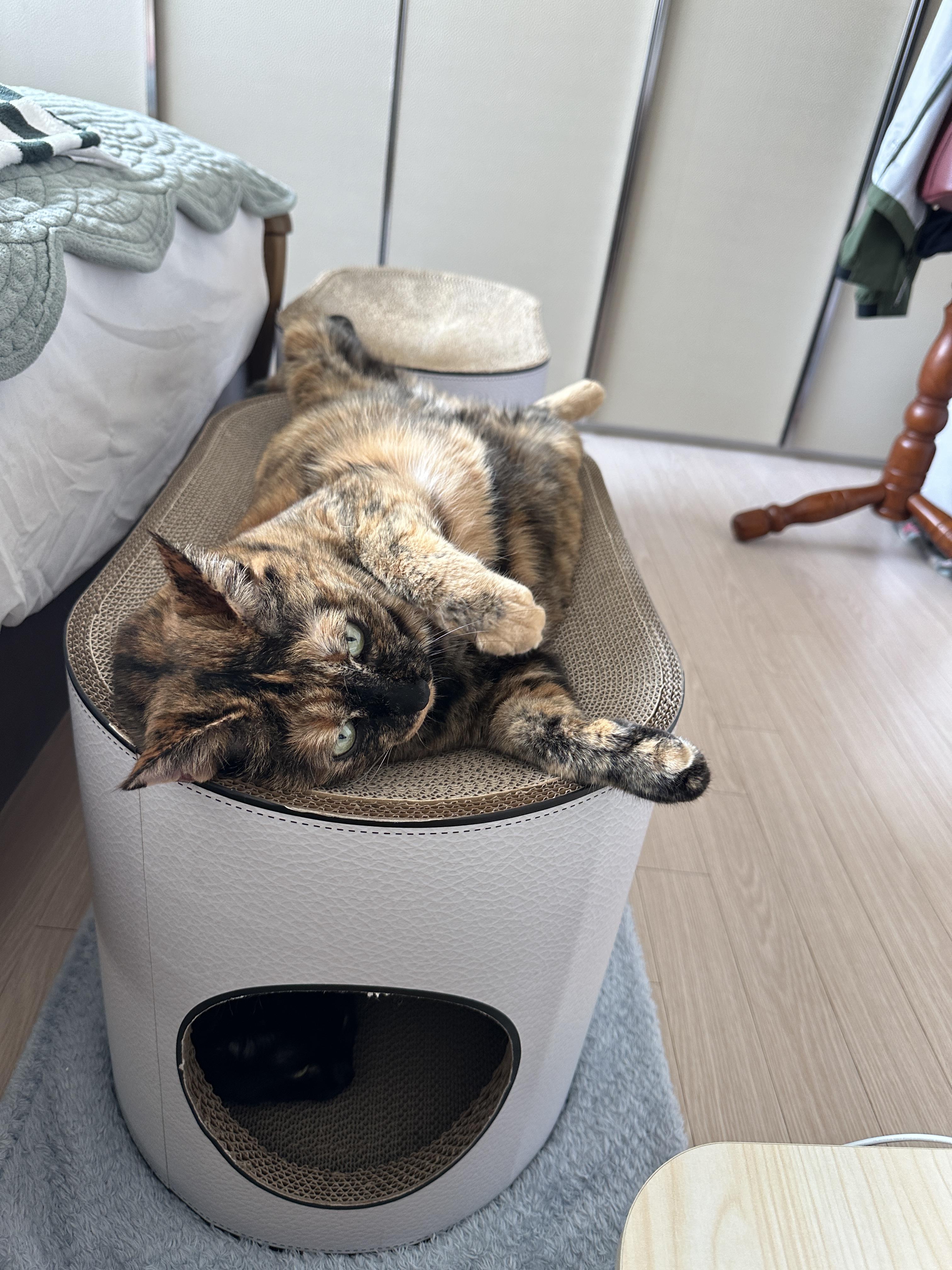 새_하이라운드_스크래쳐_위에_발라당_누워_있는_쩍벌냥_사랑이