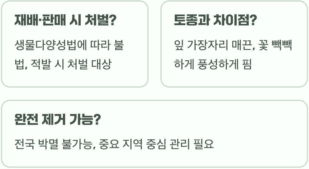 미국쑥부쟁이가 생태계 교란 식물인 이유