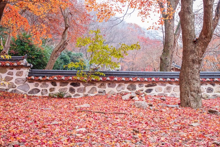 내장산 단풍시기