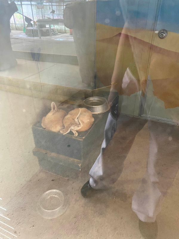 강릉 옥계 쌍둥이동물농장