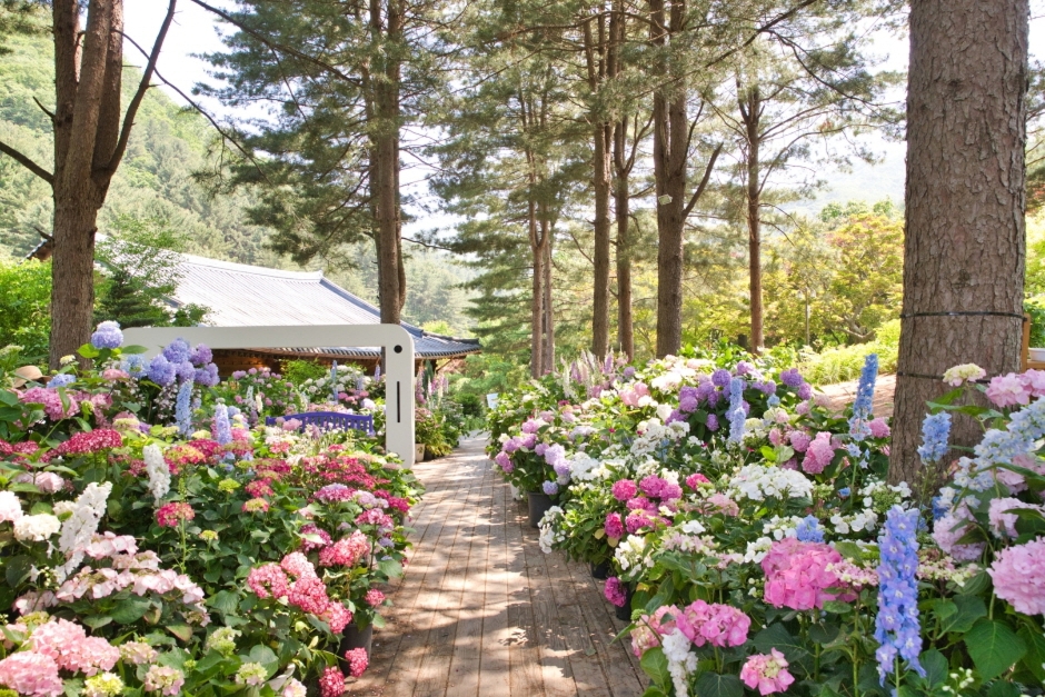 아침고요수목원 수국전시회