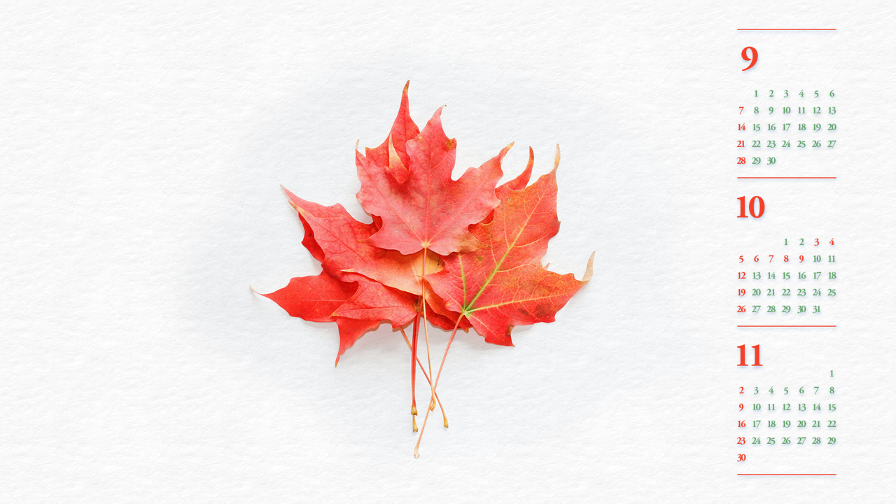 06 플라타너스 나뭇잎 B - 2025년10월 노트북배경화면