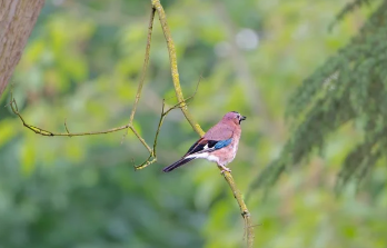 사전투표 준비물 바로 보기 15