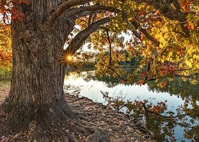 봄철 고로쇠물 효능 채취방법 구매시 확인할 것