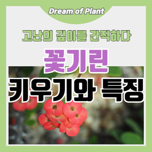 꽃기린 키우는 방법과 특징 썸네일 이미지