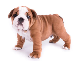 강아지 꿈해몽 개꿈 의미