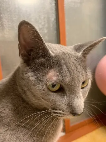&amp;quot;고양이