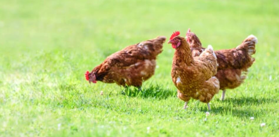 닭띠와상극띠쥐띠 닭띠와안맞는띠쥐띠