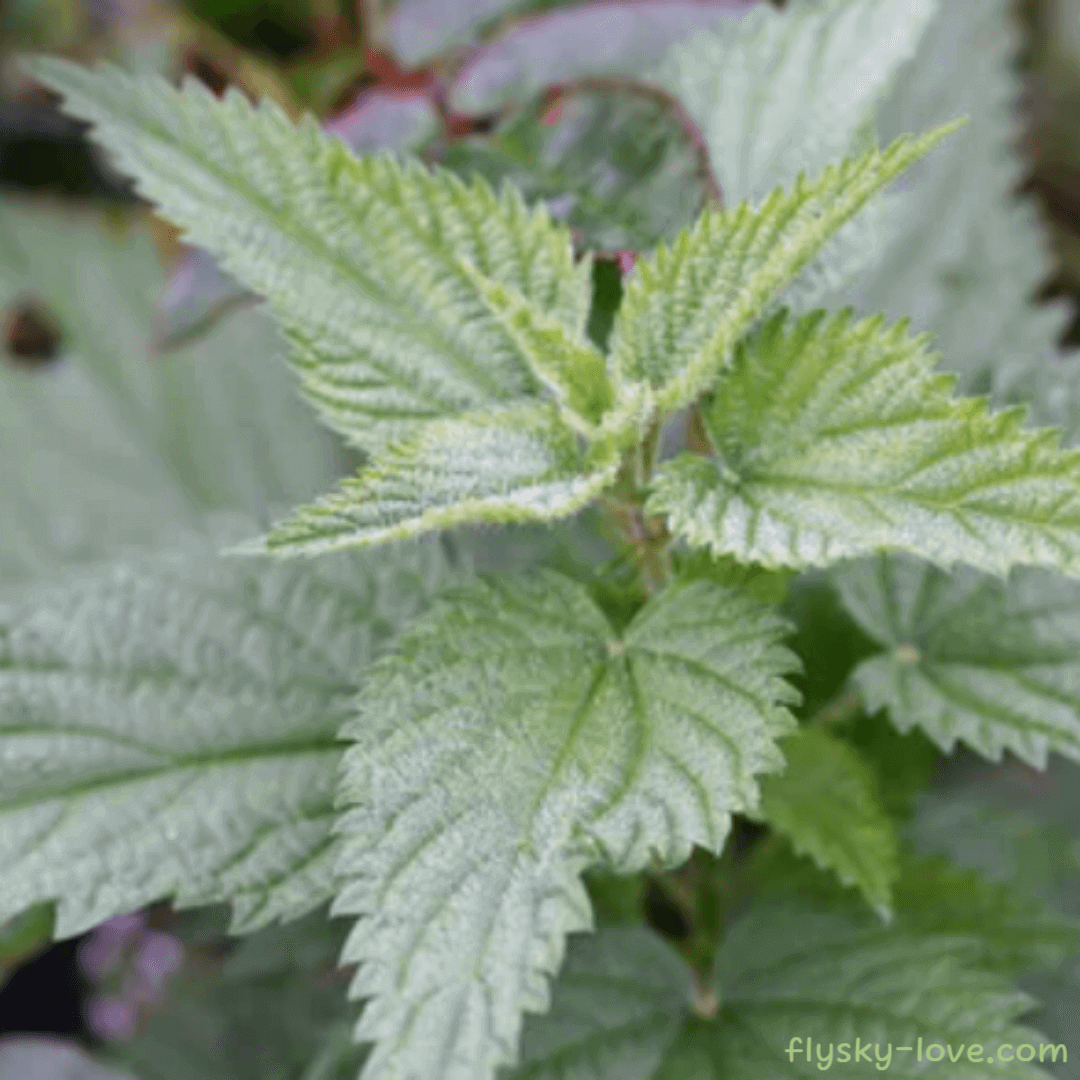 서양 쐐기풀 (Nettle) 활용법