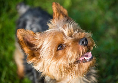 무언가를 바라보는 요키.