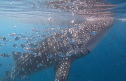 보홀 패키지 여행