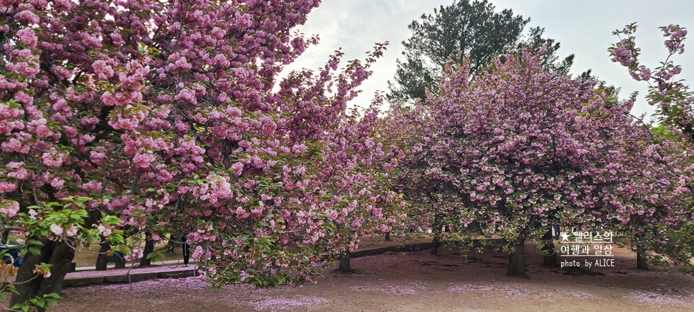 경주 불국사 겹벚꽃 위치, 명소 왕벚꽃 개화시기 (지금 만개), 주차정보