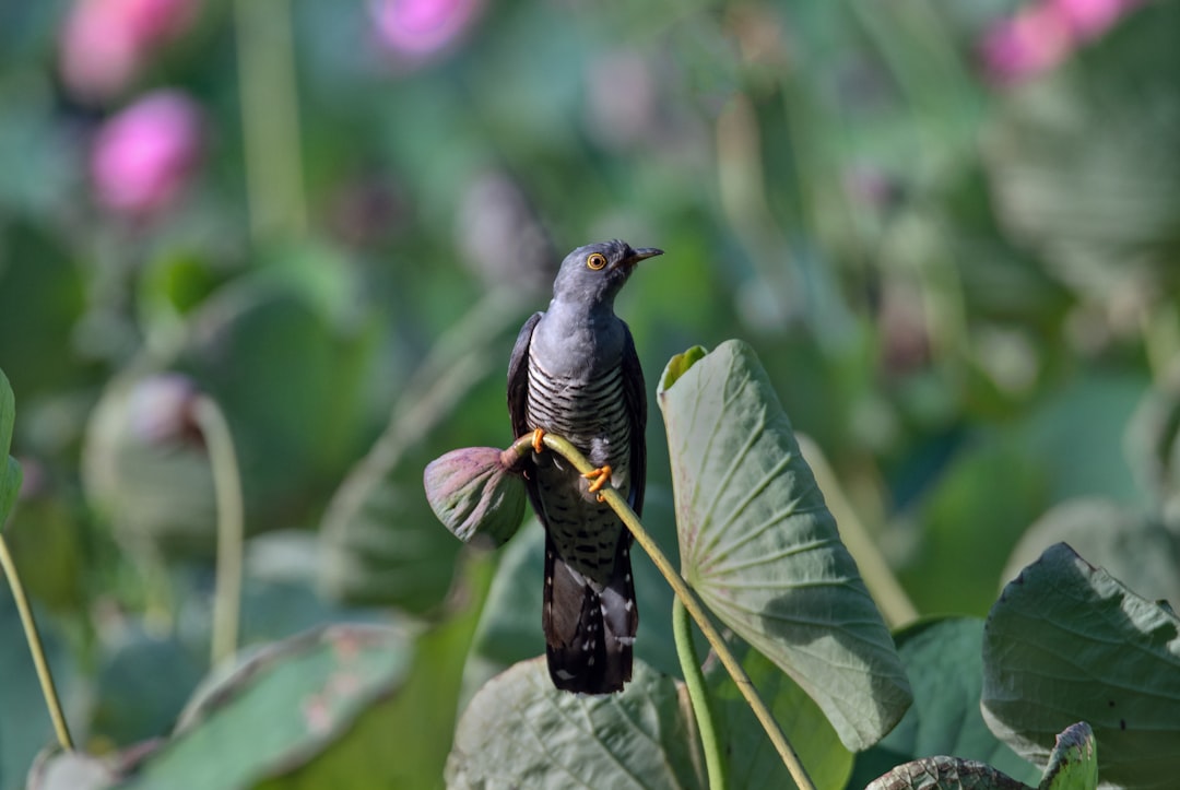Cuckoo