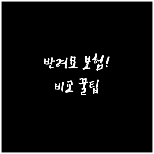 반려묘 보험 주요 상품 장단점 비교..