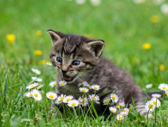 들판에서 꽃과 놀고있는 고양이 한마리