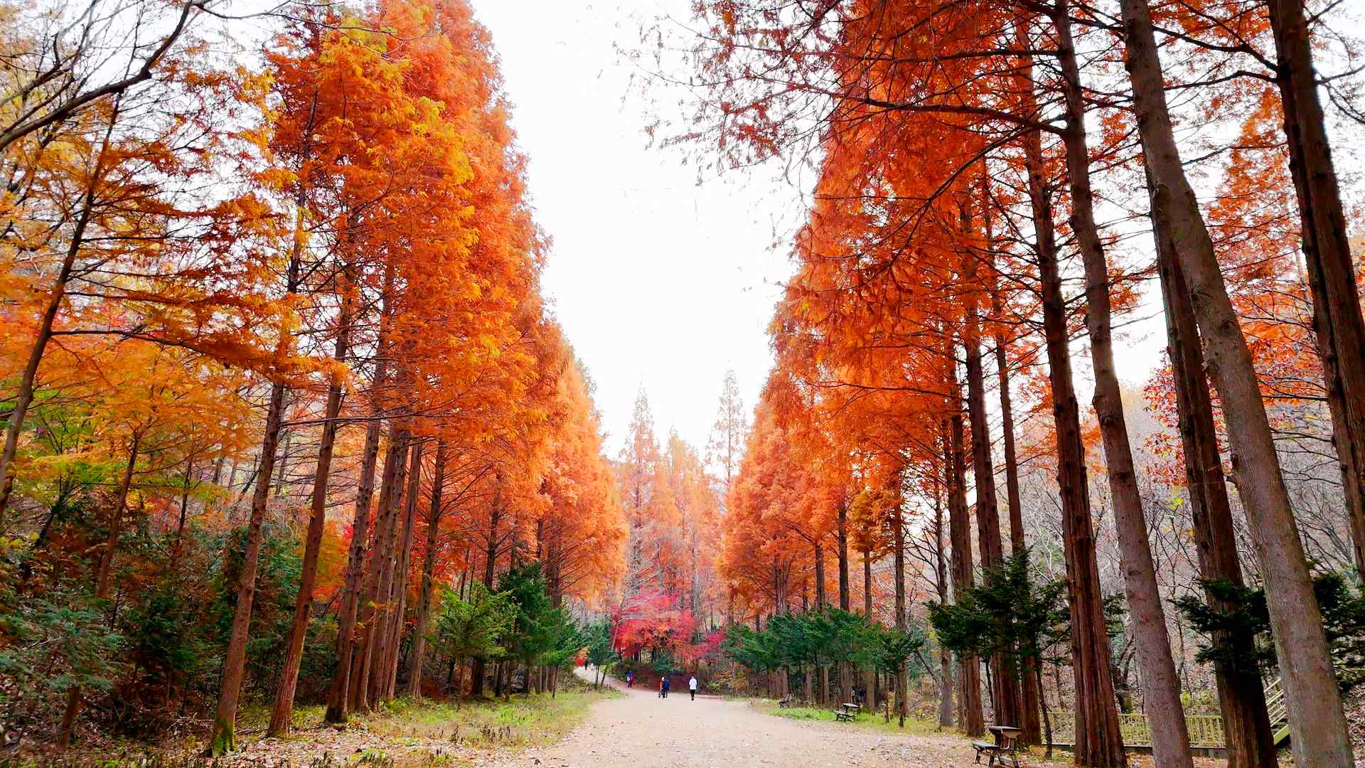 온빛자연휴양림